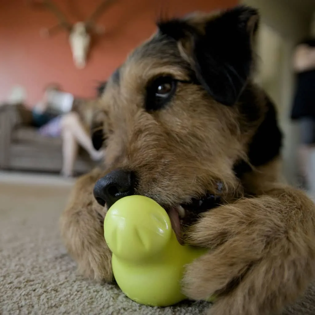 West Paw Giocattolo per Cani con Zogoflex Tux Verde Mela S