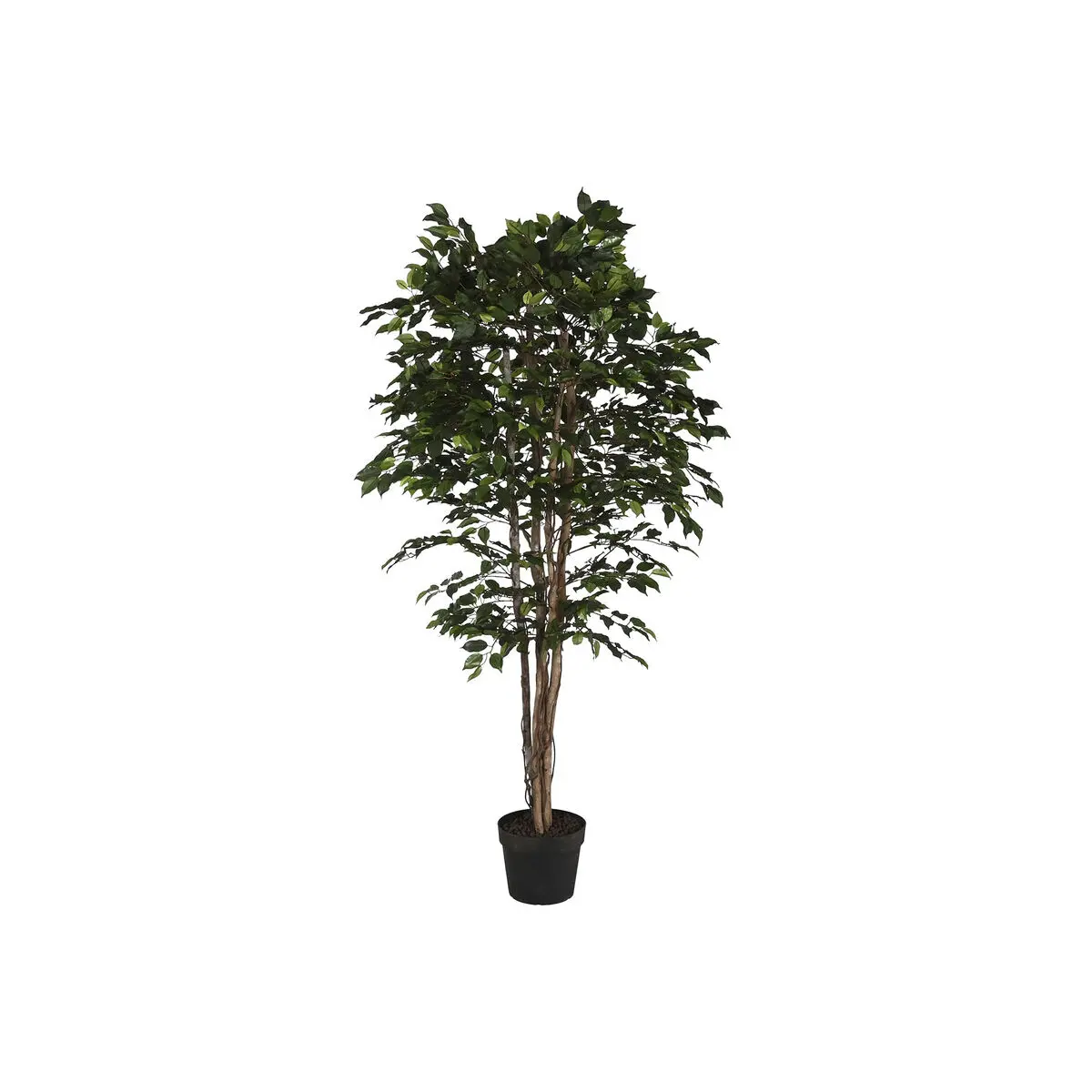 Albero Home ESPRIT Polietilene Ficus 100 x 100 x 210 cm