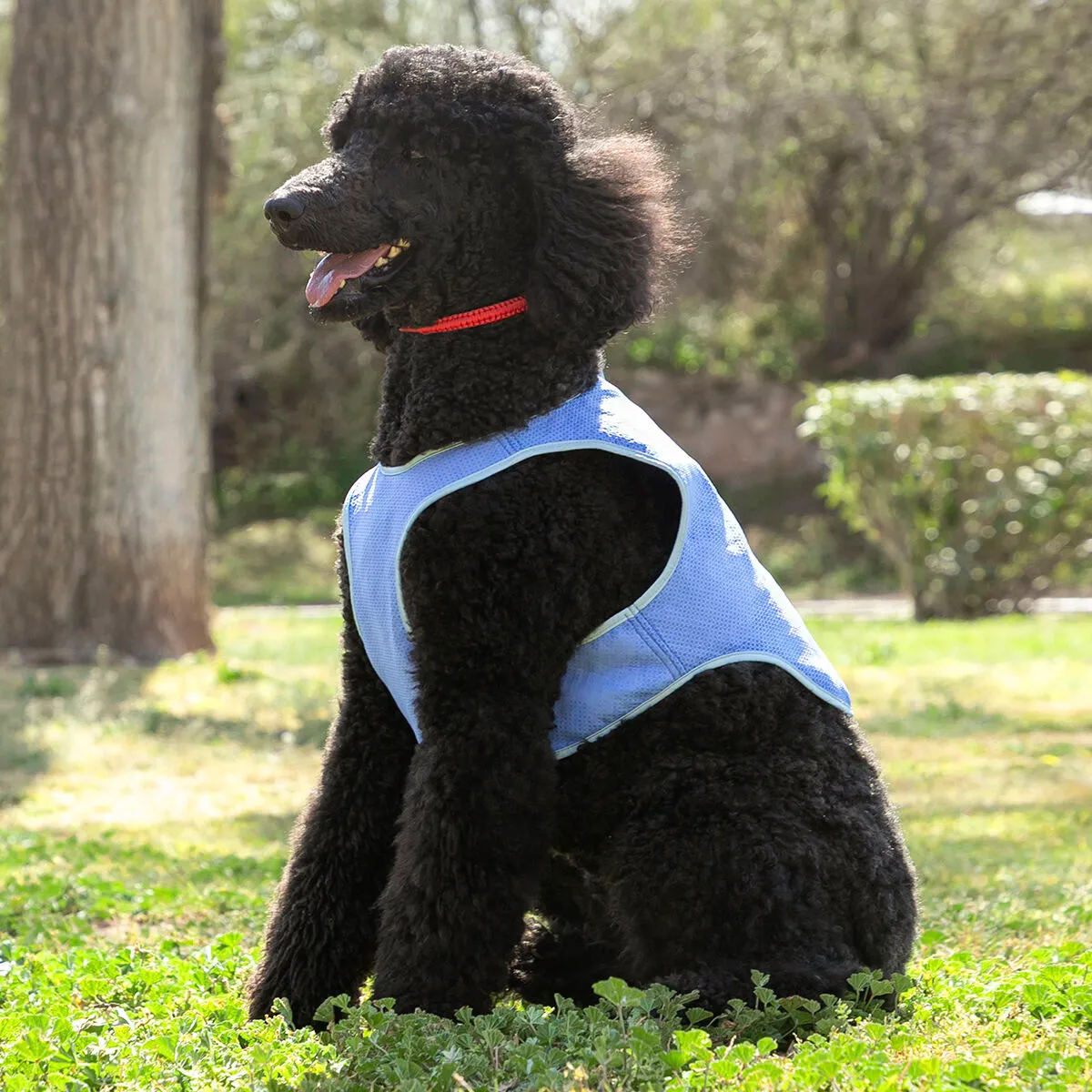 Gilet Rinfrescante per Animali Domestici Medi InnovaGoods - M