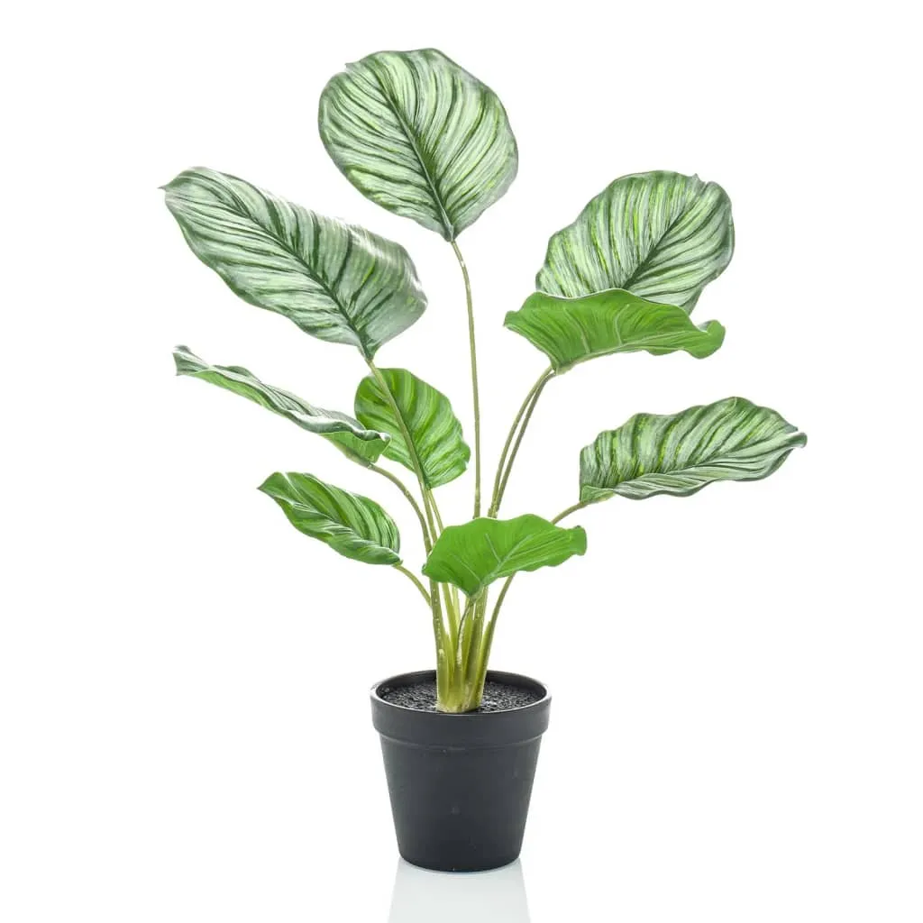 Emerald Calathea Orbifolia Artificiale 45 cm in Vaso