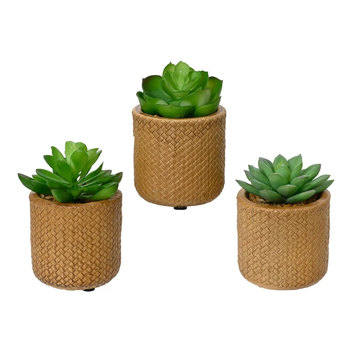 Pianta Decorativa EDM 898158 10 cm Succulenta